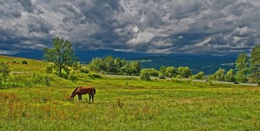 lonely horse pasture