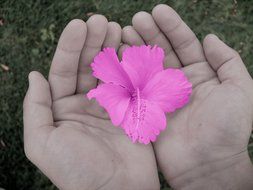 fuchsia flower in hands