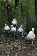 geese flock in a forest