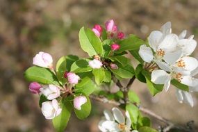 white flowers and pink buds on the apple tree close-up on blurred background