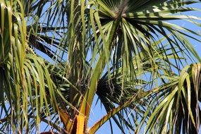 green palm tree leaves in summer