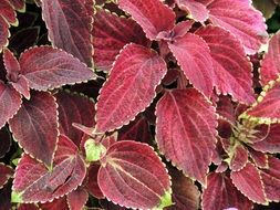 leaves nature red plant summer