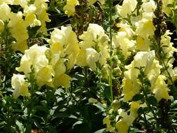 blooming yellow flowers in the garden