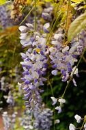 white flowers of a toxic plant in nature