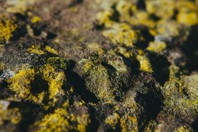 splendiferous moss