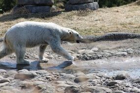 polar bear goes on the water