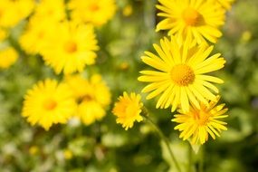 nice yellow flowers in a garden