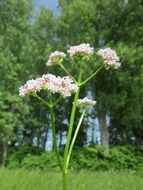valeriana officinalis