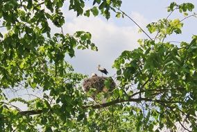 stork nest on tree branches