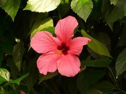 pink hibiscus flower with green leaves in the garden