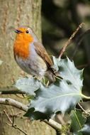 cute beak bird