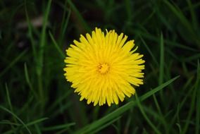 Beautiful yellow splendiferous dandelion flower among the green grass