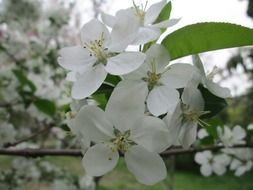 cherry blossom in the park