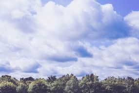 fluffy clouds over a green forest