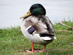 mallard in nature