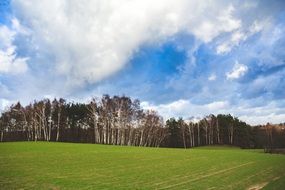 green field in spring