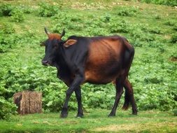 zebu cow on Sri Lanka