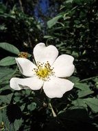 pollen on a white flower