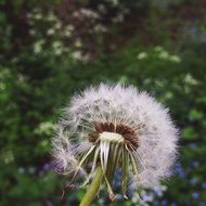 dandelion in a summer meadow close-up