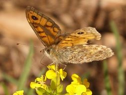 brown monarch butterfly on a yellow flower