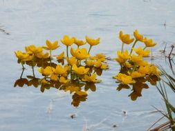 Yellow flowers on the water