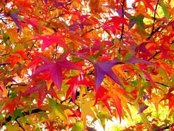 bright autumn leaves on a tree