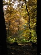 Autumnal trees in a forest