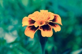 orange marigold flower in green nature