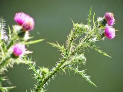 thistle plant close up nature