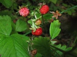 ripe wild strawberry