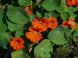 orange nasturtium