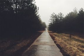 Beautiful and colorful path in the forest