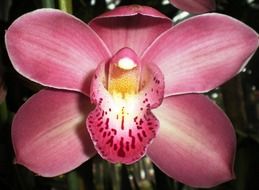 filigreed pink orchid