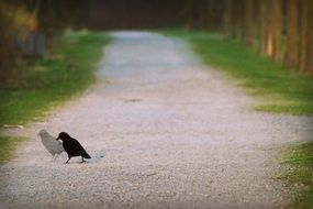 black bird on a country road