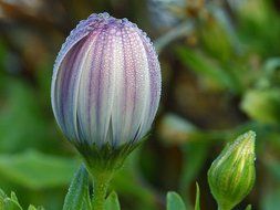 Macro photo of Closed flower bud