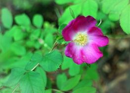 Purple wild rose flower