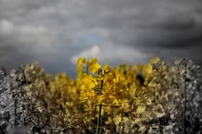 Yellow and grey field
