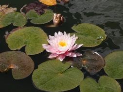 light-pink aquatic lily in pond