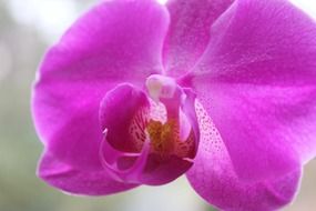 moth orchid, purple flower, macro