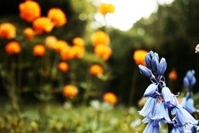 colorful summer flowers madow