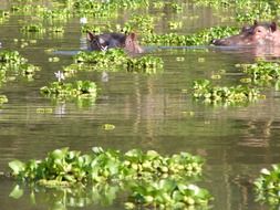 two hippoâs heads in lake