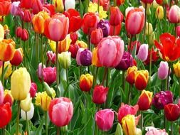 Beautiful colorful tulip flowers