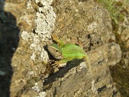 green lizard on sand rock