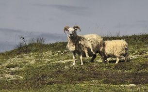 sheep icelandic