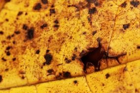 yellow damaged leaf close up