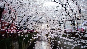 flowering cherry trees in japan, tokyo