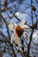 white summer-magnolia