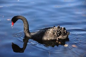 black swan with red beak in the pond