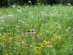 A lot of wildflowers in the meadow close-up