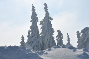 spruces in snow, white landscape, poland, szczyrk